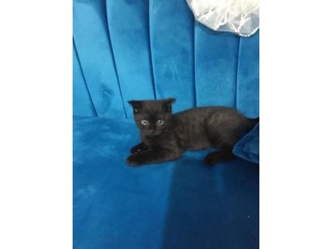 Miniklerimiz scottish fold