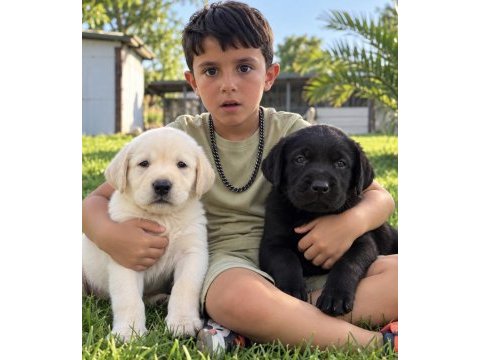 Labrador retriever yavrularımız yeni ailelerini bekliyor