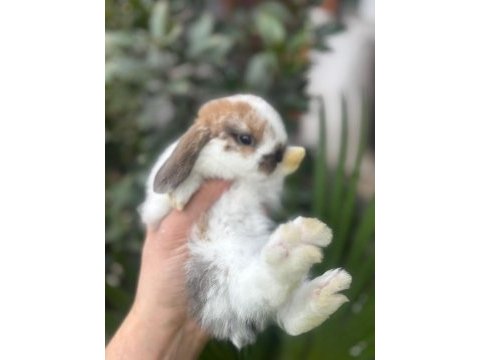 Hollanda lop tavşanlarımız