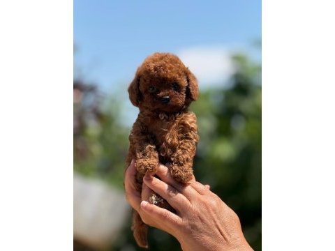 Büyümeyen korsa poodle bebeklerimiz