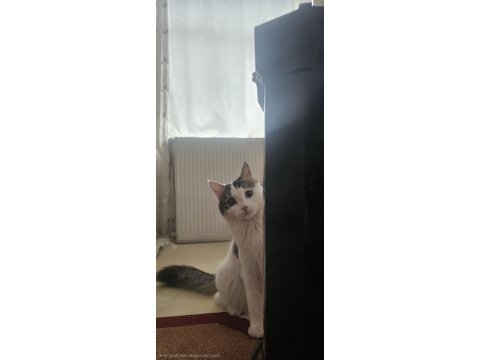 Dişi kedimize cins erkek eş arıyoruz
