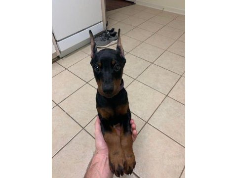 İsteğe özel estetik referanslı dobermanlar