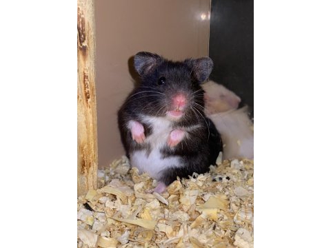 Hamster denilince akla gelen tek adres baby fish aquarim