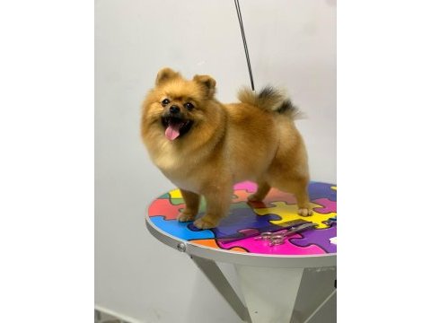 Pomeranian boo