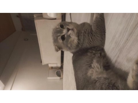 Çok akıllı scottish fold
