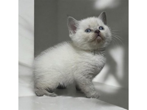 Oyuncu safkan sağlıklı british shorthair yavrular