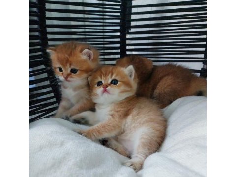 Ny11 black golden british shorthair safkan