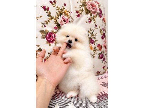 Ayı surat pomeranian boo