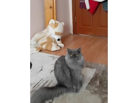 1.5 yaşında british longhair