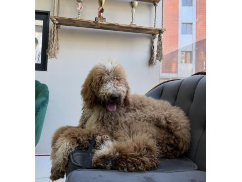 Full eğitimli 6 aylık dev poodle erkek yavru