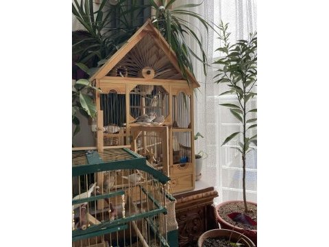 Hint bülbülü zebra ispinoz finch