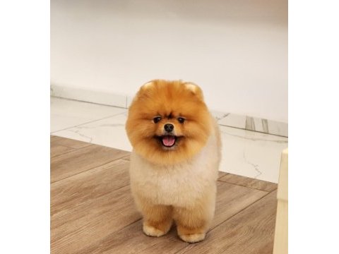 Avrupadaki en iyi pomeranian