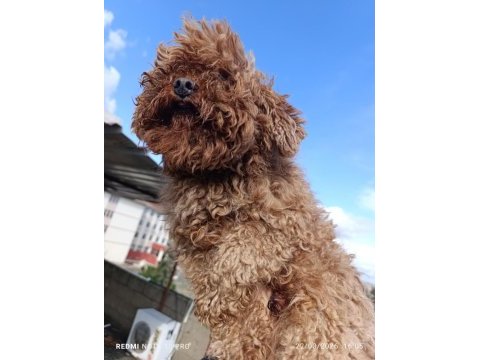 Erkek poodle yetişkin