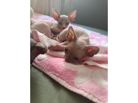 Sphynx 20 mayıs doğumlu oğlanlar