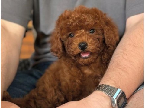 Kore toy poodle yavrular