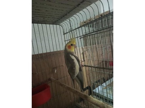 Eşe hazır 1 yaşında evcil erkek sultan papağanı