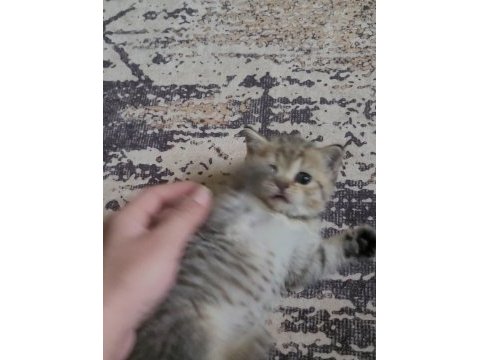 British shorthair ve scottish fold yavrular