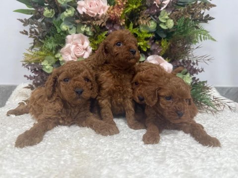 Erkek red brown kore poodle yavrularım