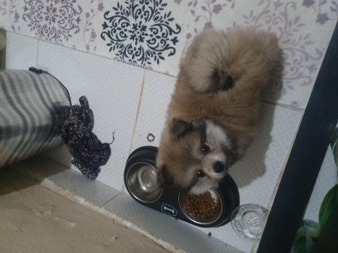 2 aylık erkek pomeranian boo yavrumuz