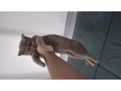 3 aylık british shorthair