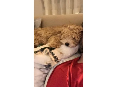 Maltipoo yavru