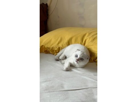 Yavru scottish fold kedimize yuva arıyoruz