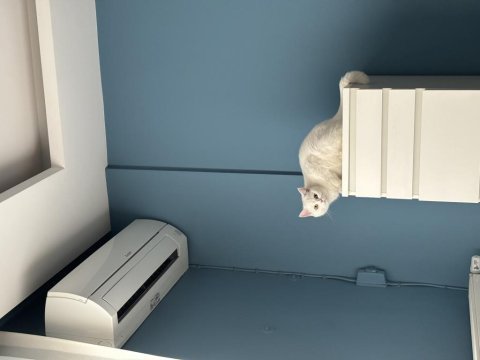 Scottish fold sütlaç yuva arıyoruz