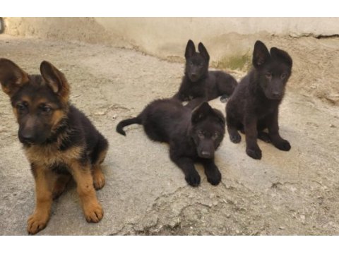 Full black & black tan showline alman kurdu puppy