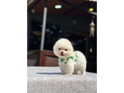 Karbeyaz pomeranian boo