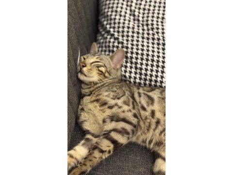 11-12 aylık sağlıklı bengal kedisi