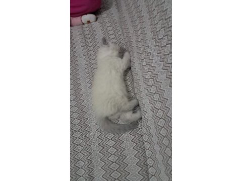 Beyaz güzellik kedimiz