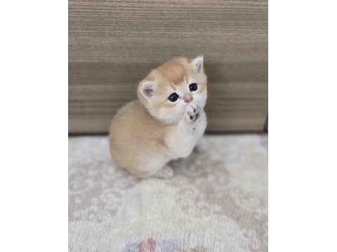 Safkan mükemmel golden british shorthair yavrular