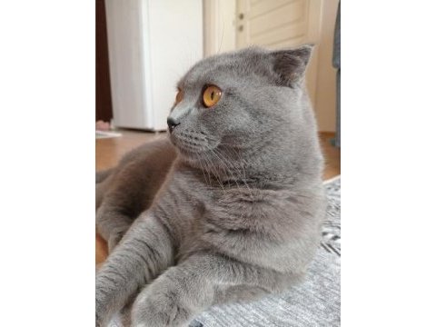 Acil erkek kedimiz