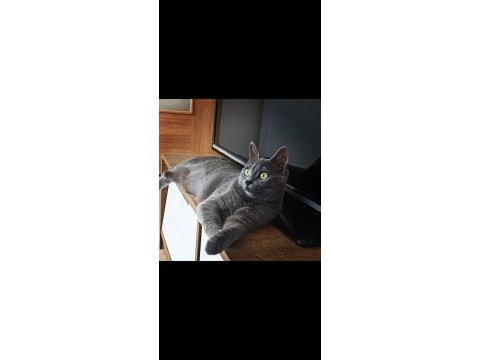 15 aylık dişi british shorthair ismi lena