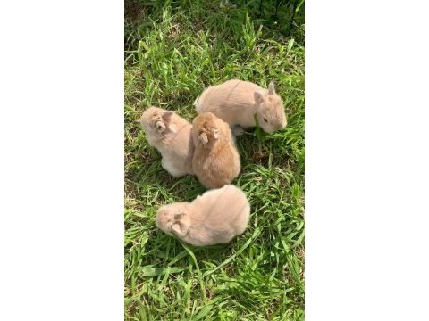 Evcil sarı karamel hollanda cüce tavşan