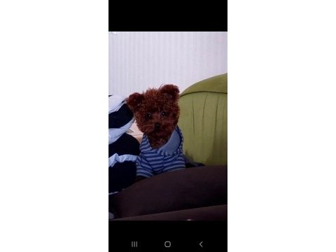 Kıvır kıvır poddle larimiz yuvalarini ariyor