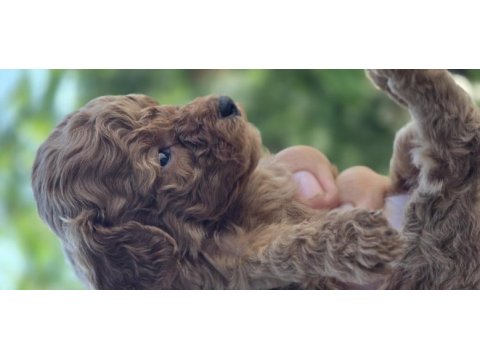 Teacup poodle aileden sahiplendirilecek baba kore