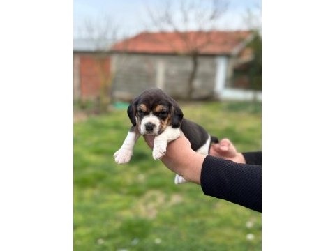 Safkan beagle yavrular