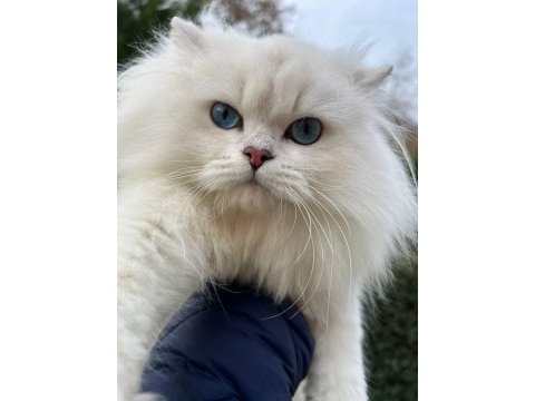 Trabzonda 50 günlük çok güzel british shorthair