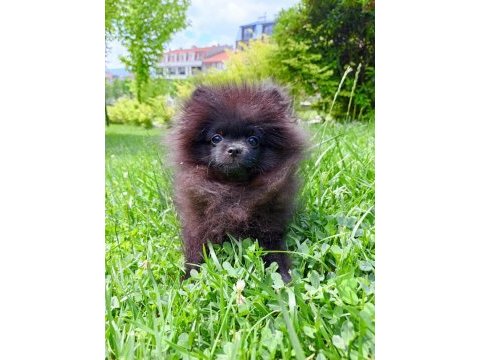 Çok uyguna orjinal pomeranian