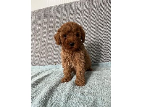 Minik pati poodle