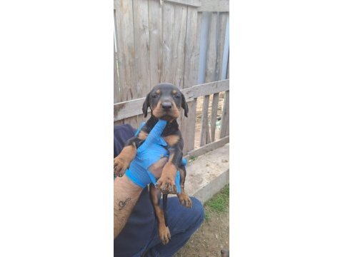 Orjinal blue ve europe doberman