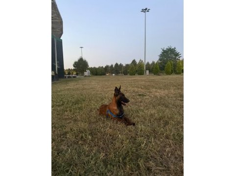 3 aylık dişi belçika malinois