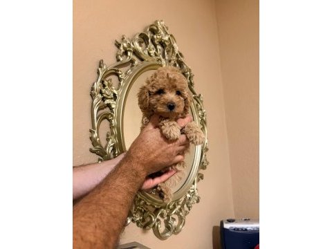 Mınık poodle kurabıyeler