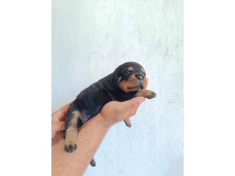 Orjinal rottweiler yavruları rezervede