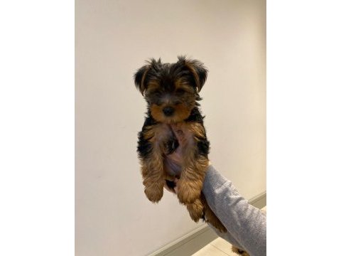 2 aylık yavru yorkshire terrier