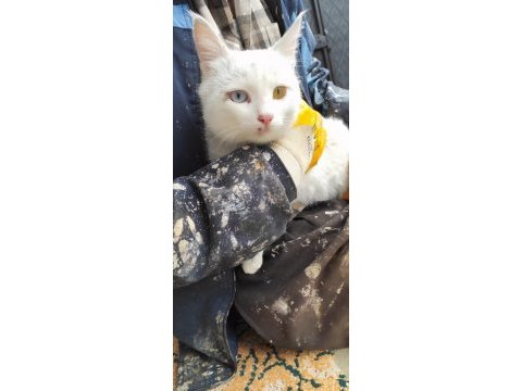 Çok güzel van kedisi