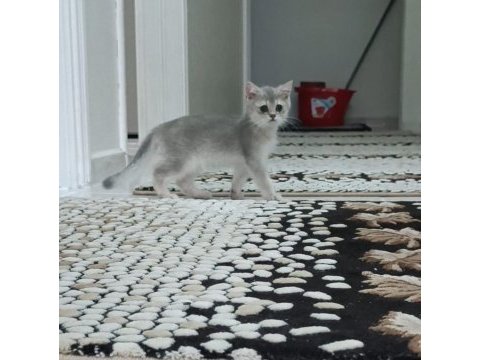 Golden british shorthair ay25