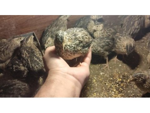 Bıldırcın yavru yetişkin yumurta
