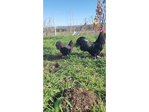 Alman australorp